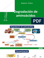 P10 Transaminación