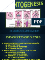 Odontogenesis 1ra Parte