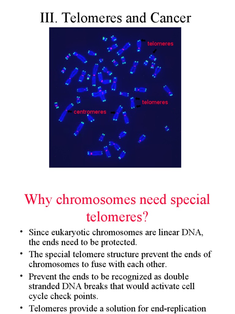 Telomeres: Role in Cancer and Aging | PDF | Telomere | Carcinogenesis