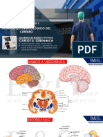 S9-B&G Desarrollo Embriológico Del Cerebro - Upao