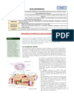 Ficha Informativa - 1° - Membrana, Citoplasma y Nucleo