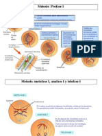 11 Meiosis