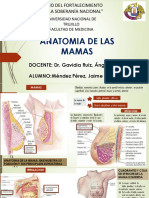 Anatomia de Las Mamas