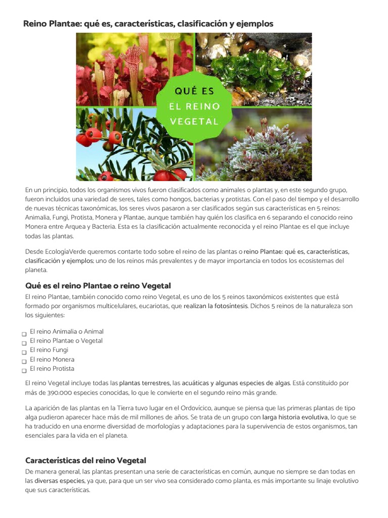 Reino Plantae - Qué Es, Características, Clasificación y Ejemplos | PDF |  Plantas | Fotosíntesis