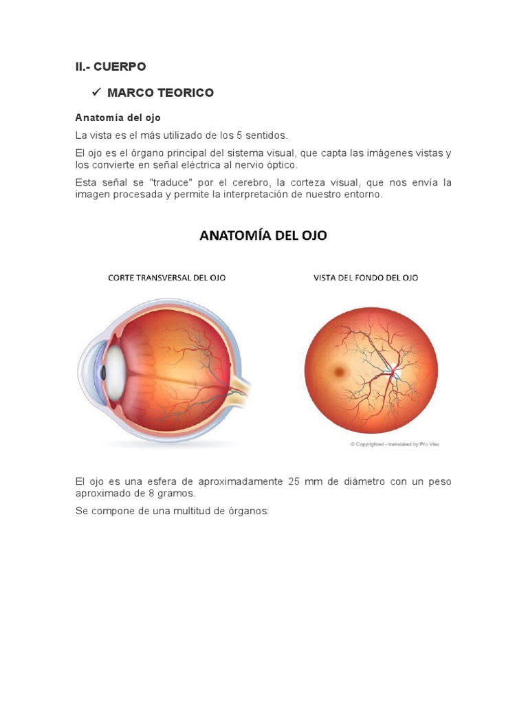 Sentido De La Vista Pdf Ojo Humano Ojo