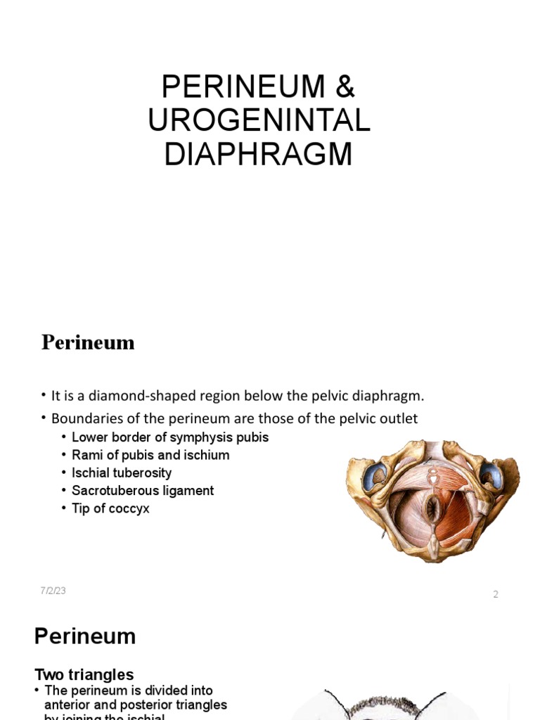 Perineum and Urogenital Diaphragm PDF Pelvis Anatomy