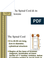 The Spinal Cord & Its Lesions