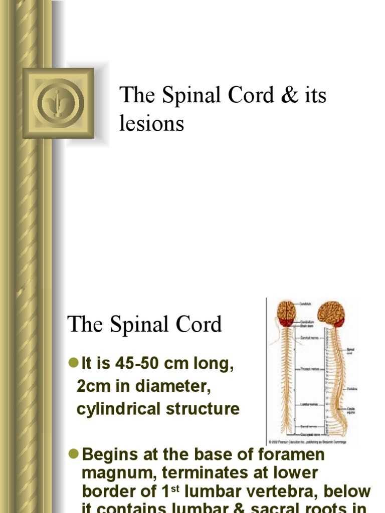 The Spinal Cord & Its Lesions | PDF | Spinal Cord | Vertebral Column