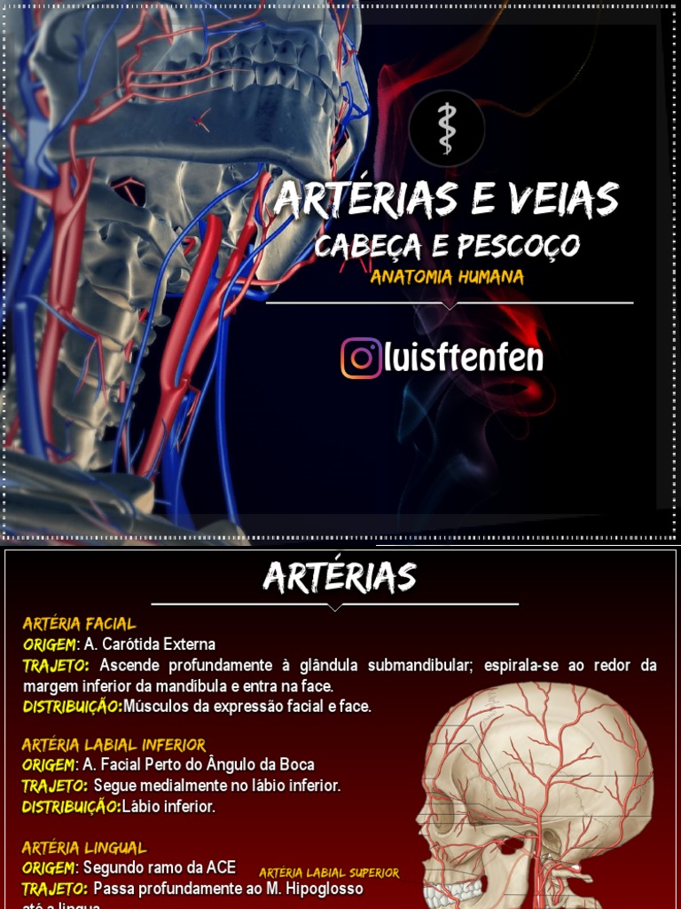 Artérias E Veias Cabeça E Pescoço Pdf Rosto Anatomia Humana