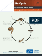 CulexLifeCycle P