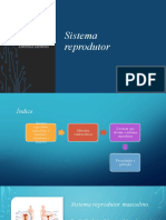 Sistema Reprodutor