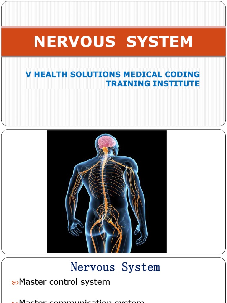 Nervous System | PDF | Central Nervous System | Nervous System