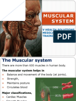 Muscular System