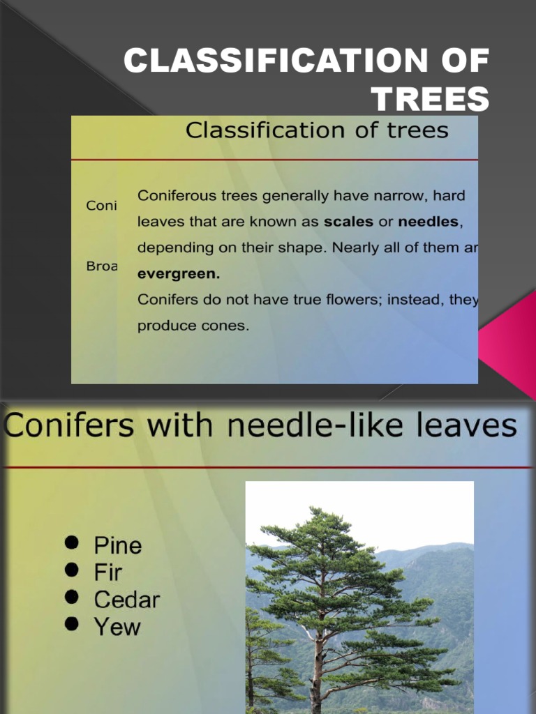Classification of Trees Ppt | PDF