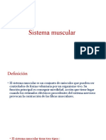 Sistema Muscular Richelo