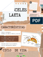 Loxoceles Laeta