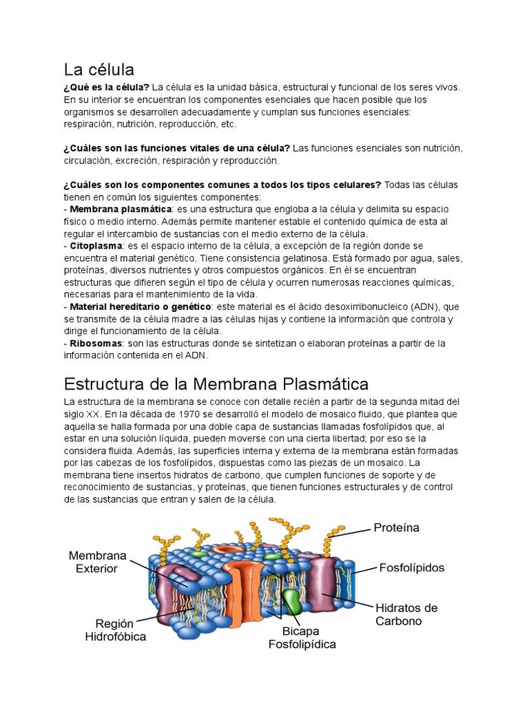 Estructura y Función Celular | PDF | Biología Celular) | Citoplasma