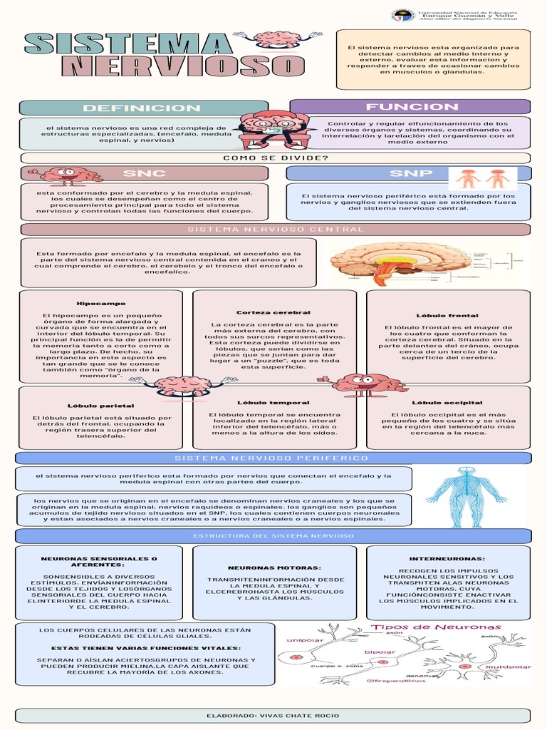 Estructura y Funciones del Sistema Nervioso | PDF | Sistema nervioso ...