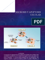 Necrosis y Apoptosis