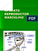 Aparato Reproductor Masculino 2023