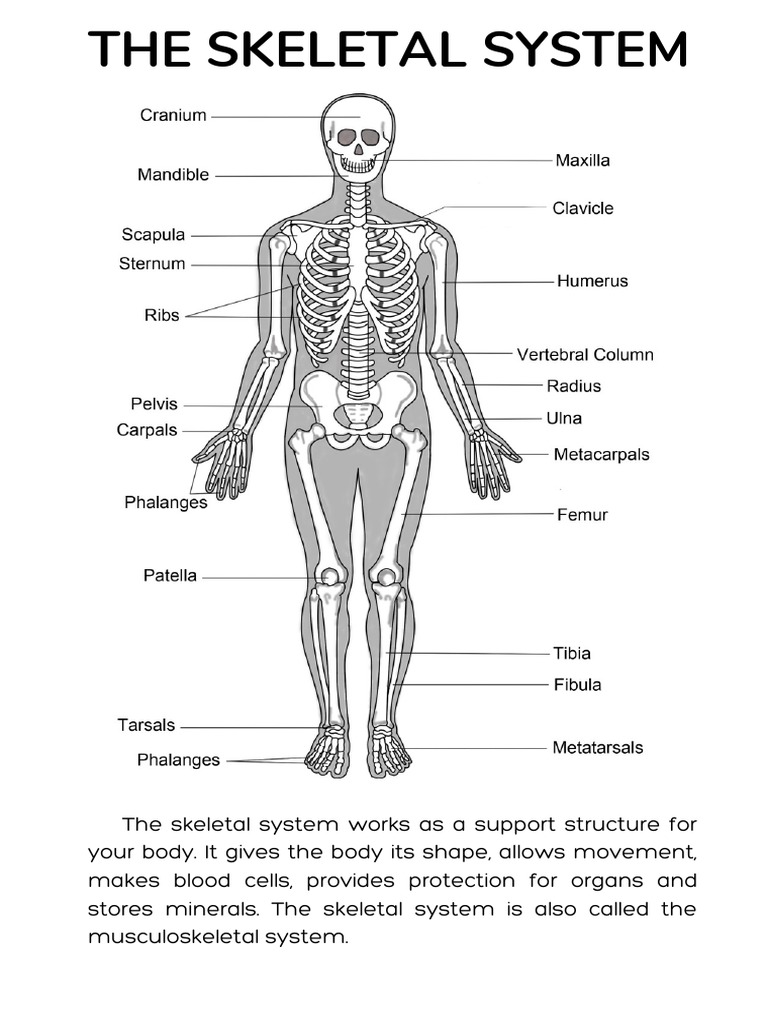 The skeletal system works as a support structure for your body. It