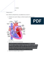 Educación Física - Cardiorespiratorio