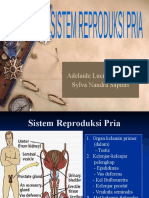 12 Anfis Reproduksi Pria