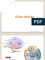 Ciclo Celular, Mitosis y Meiosis