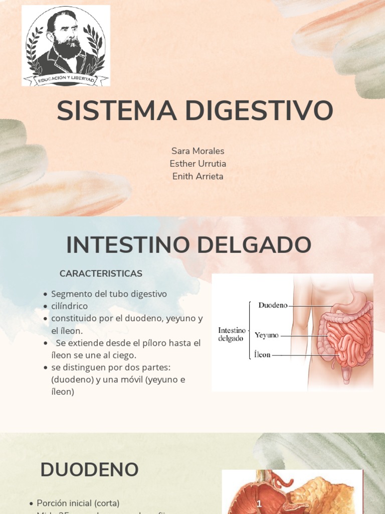 Sistema Digestivo Pdf Sistema Digestivo Gastroenterología