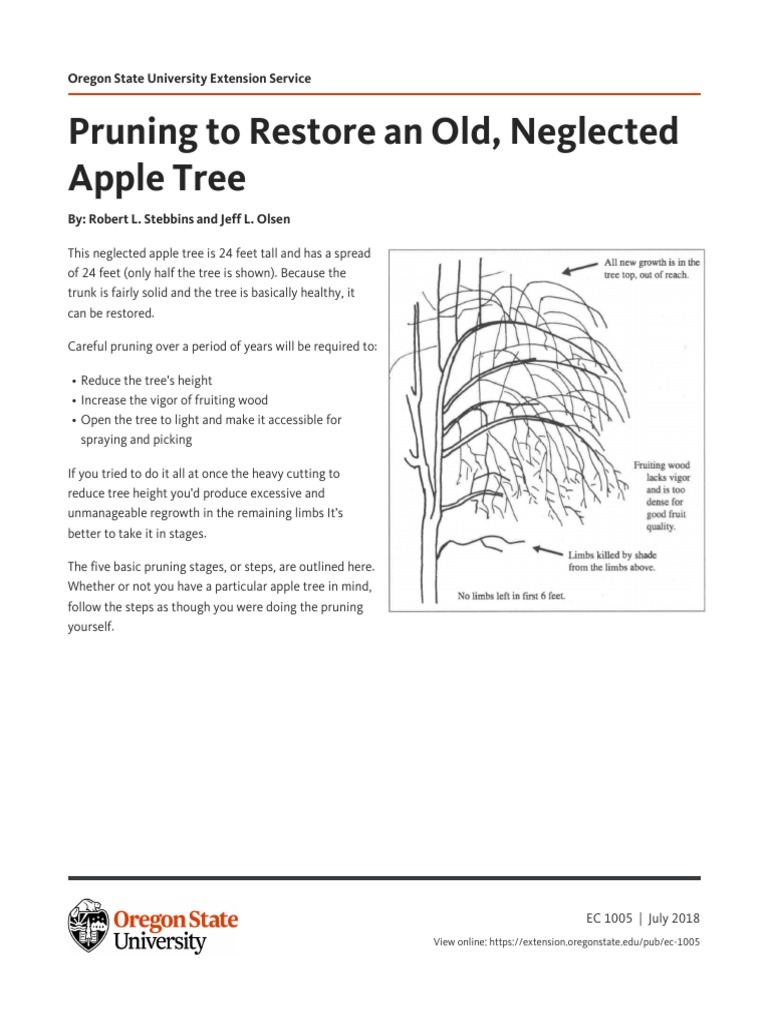 How To Restore An Old, Neglected Apple Tree PDF Pruning Trees