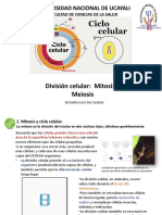 Mitosis Division Celular