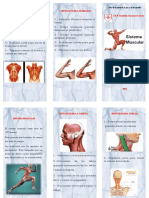 Triptico Tejido Muscular SCJ