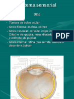 Sistema Sensorial