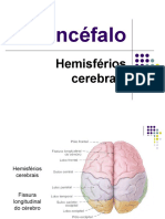 Neuro Cap.3.4 (Telencéfalo)