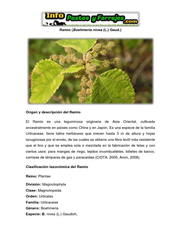 Usos y Cultivo del Ramio (Boehmeria nivea) | PDF | Agronomía | Botánica