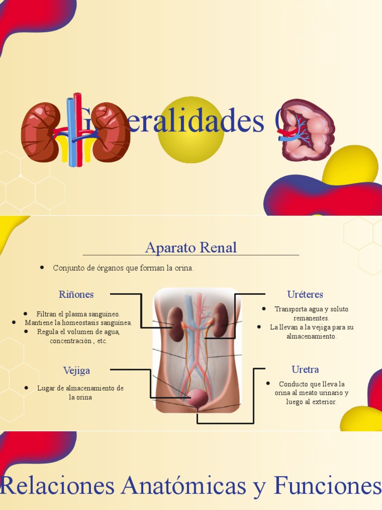 Anatomía y Funciones del Riñón | PDF | Riñón | Sistema urinario