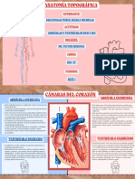 Corazón Actividad