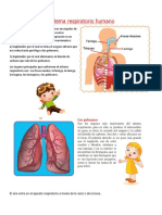 Ficha de Trabajo Sistema Respiratorio