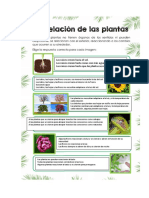 Las Raíces Crecen Hacia El Sol. Las Raíces Crecen Hasta Zonas Con Más Agua. Las Raíces Crecen Hasta Que Las Plantas Se Reproducen