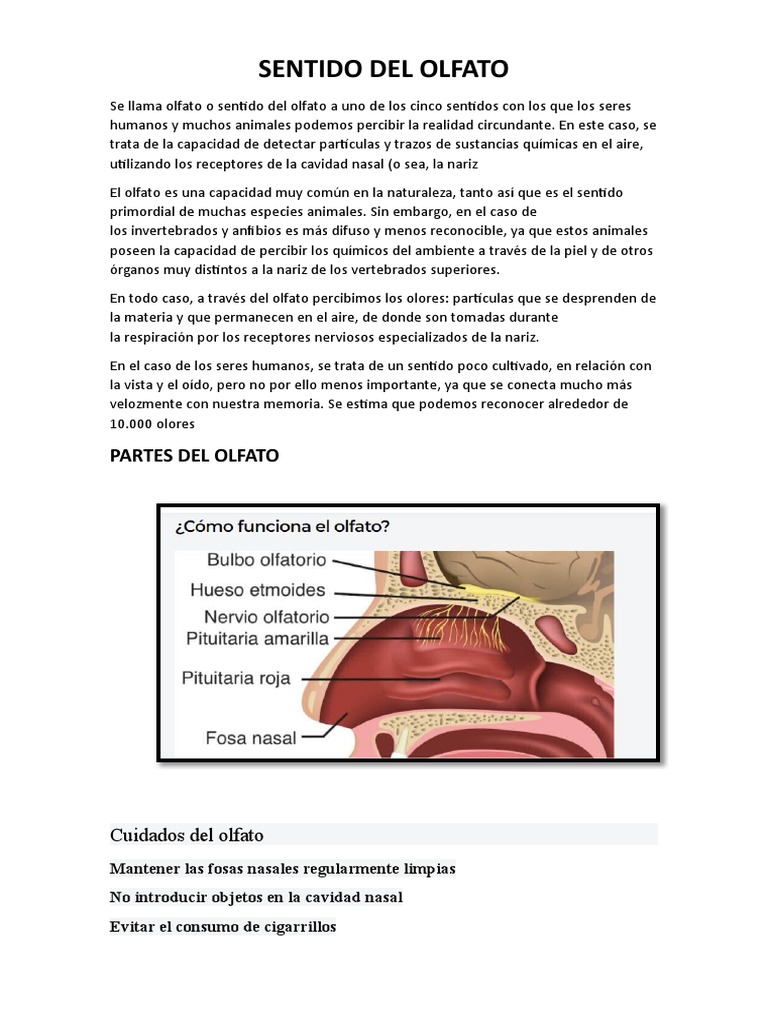 Sentido Del Olfato | PDF