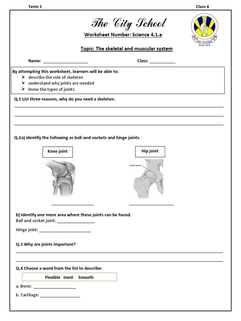 Skeleton WS1 | PDF | Joint | Skeleton