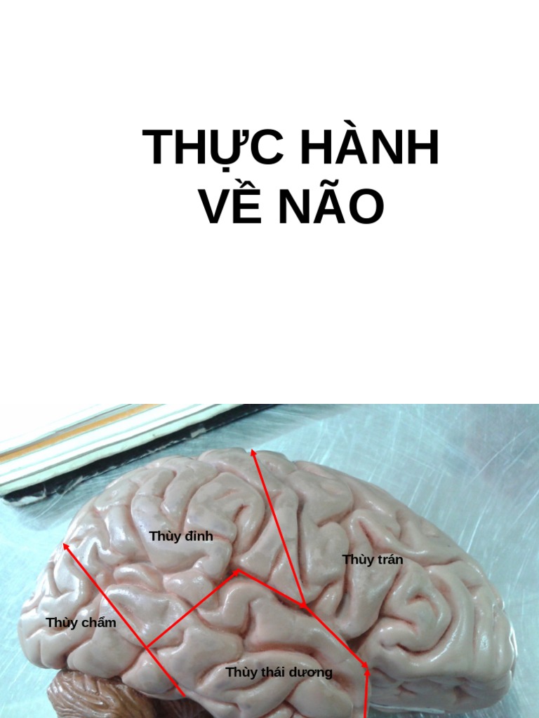  123doc thuc hanh ve nao thuc hanh giai phau co dap an full pdf