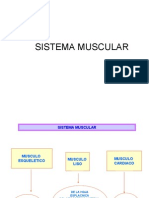 Sistema Muscular