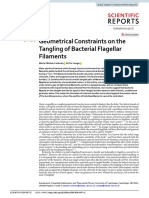 Geometrical Constraints On The Tangling of Bacterial Flagellar Filaments