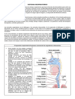 Sistema Respiratorio