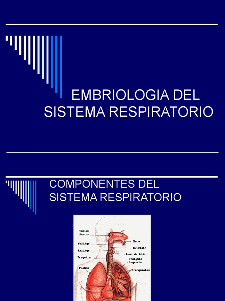 Embriologia Del Sistema Respiratorio Pulmón Laringe