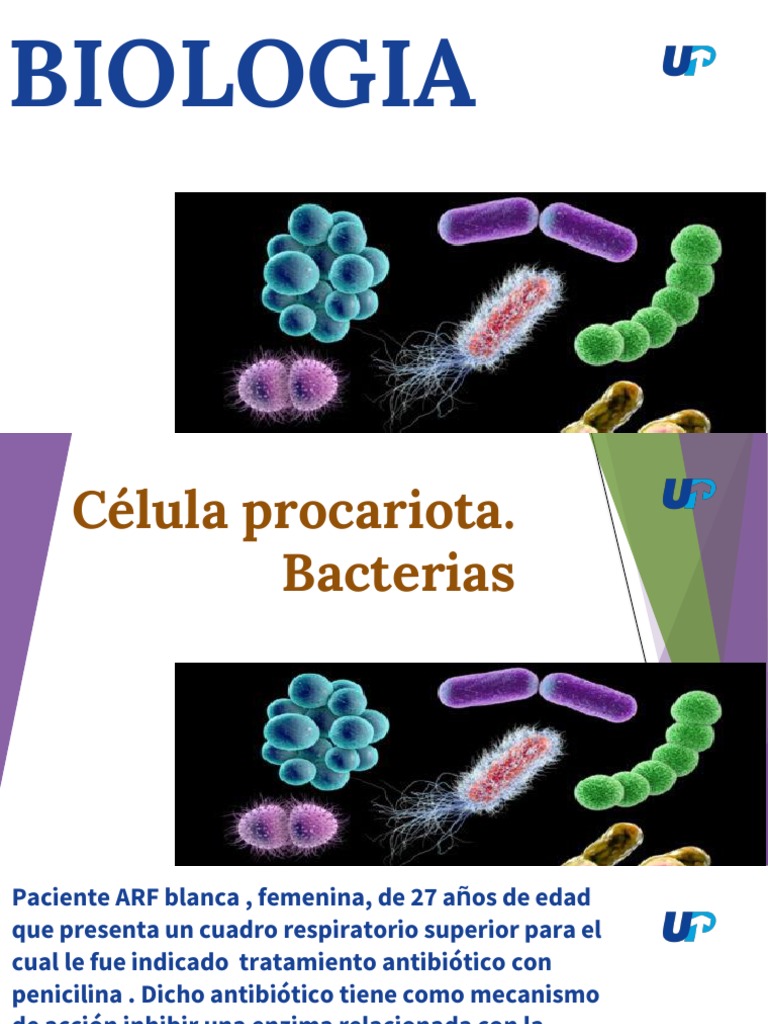 Estructura y Reproducción de Bacterias | PDF | Las bacterias | Biología ...