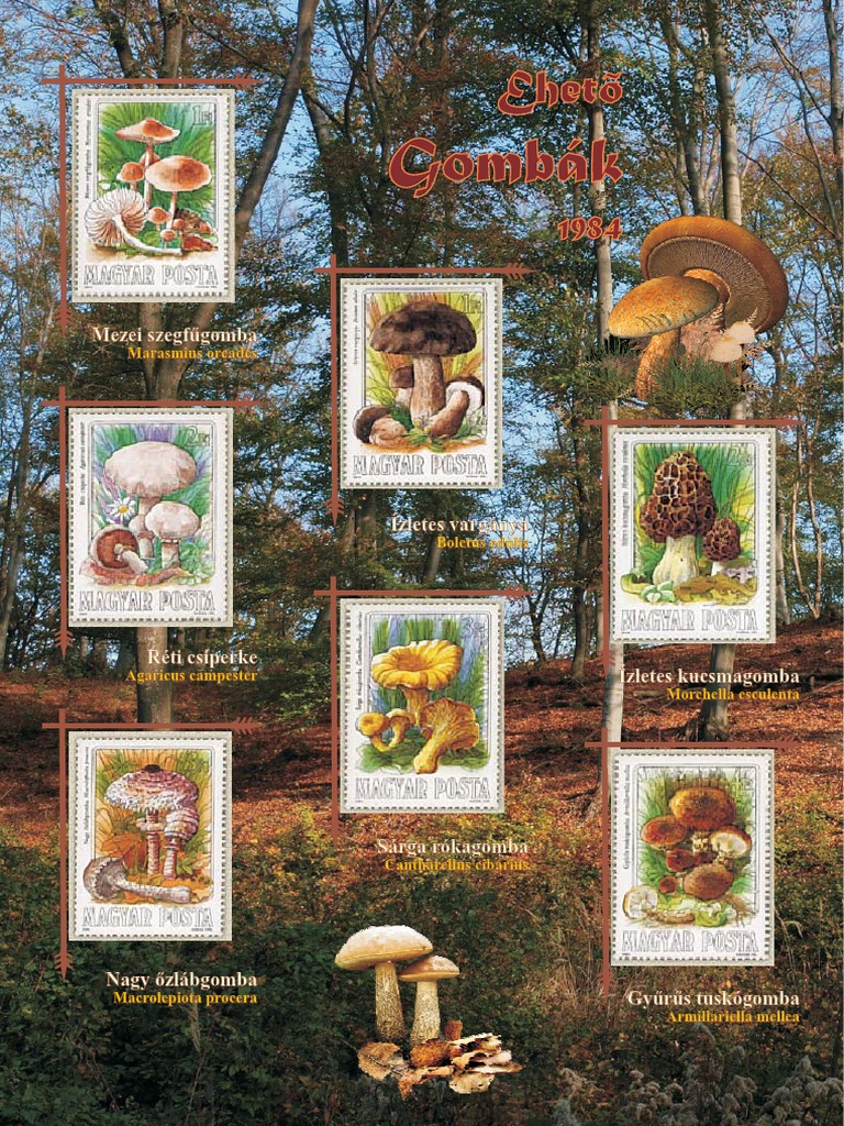 Gomba | PDF