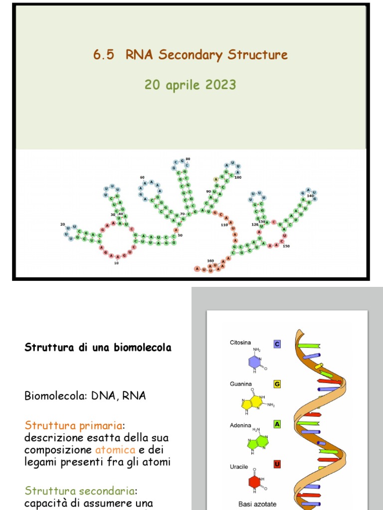 Lezione19 PD4 Struttura secondaria RNA | PDF | Dynamic Programming ...