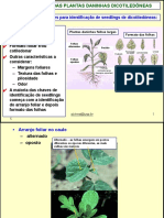 AULA 4 - Plantas Daninhas Dicotiledôneas